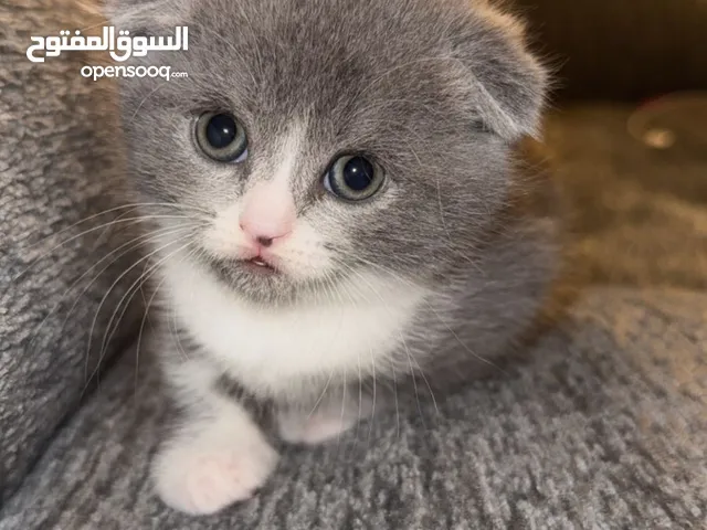 Female Scottish Fold Kitten Available