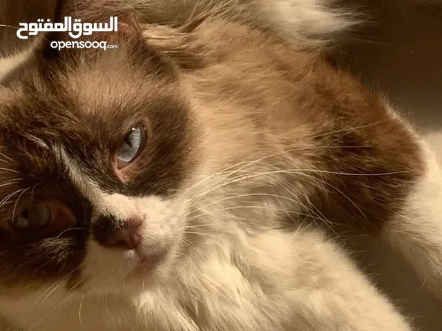 قطة هملايا لتبني أنثى