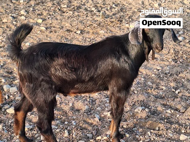 تيس محلي لذبايح للبيع  Goat for sale
