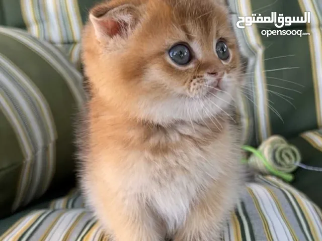 Golden Scottish fold kitten for sale  عمر 50 يوم
