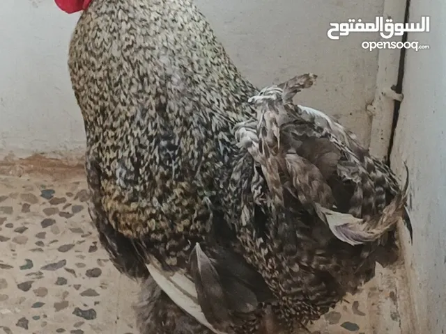 ديوك براهما بيور