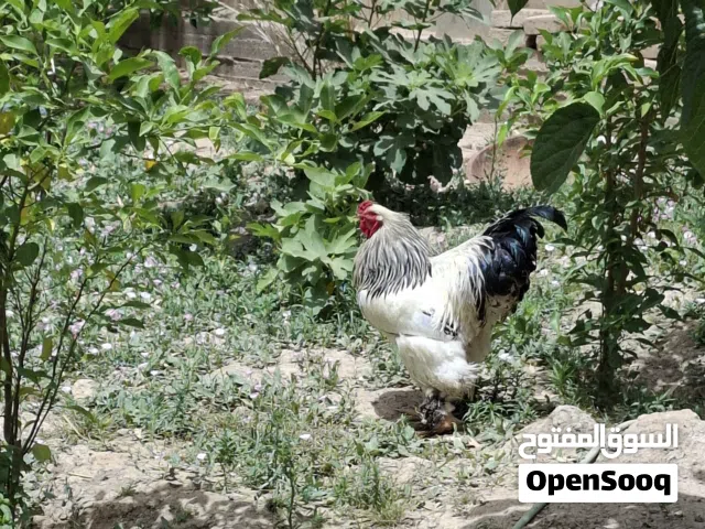 للبيع ديك ودجاجه براهمة /دكتور/واسط /العزيزية