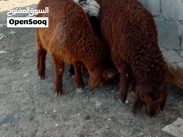 عبر لحم للبيع