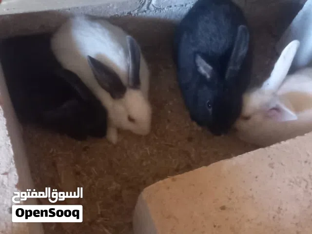 كوم ارانب فرنسي اقرا الوصف