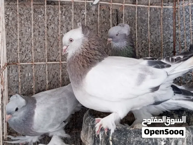كوبية تاكلا
