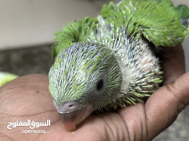Indian Ring Neck Parrot baby