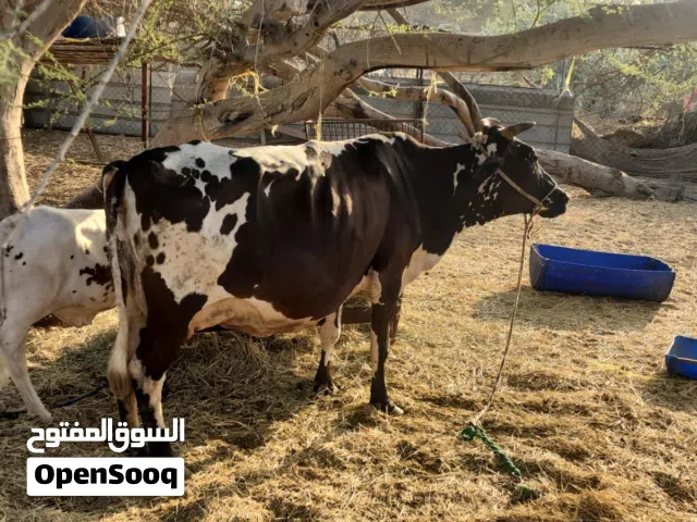 بقرة حليب باكستانيه وبنتها كبرها ماشاء الله تبارك الرحمن