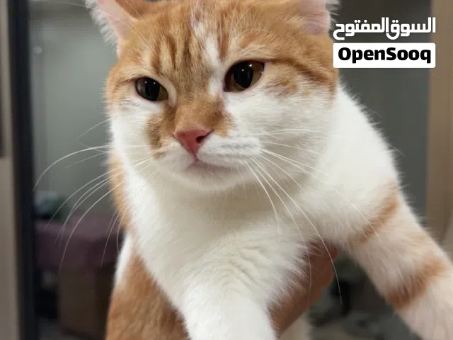 قطة كيوت للتبني