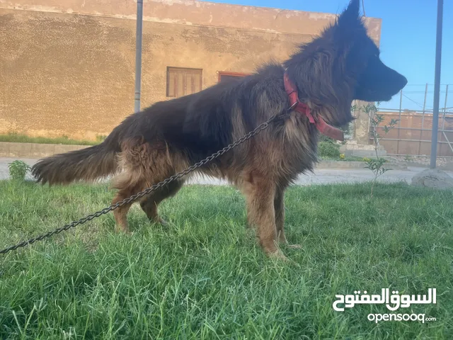 ذكر جيرمان للحراسه شراسه فطريه
