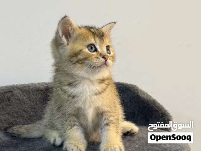 قطط للبيع سكوتش ستريت