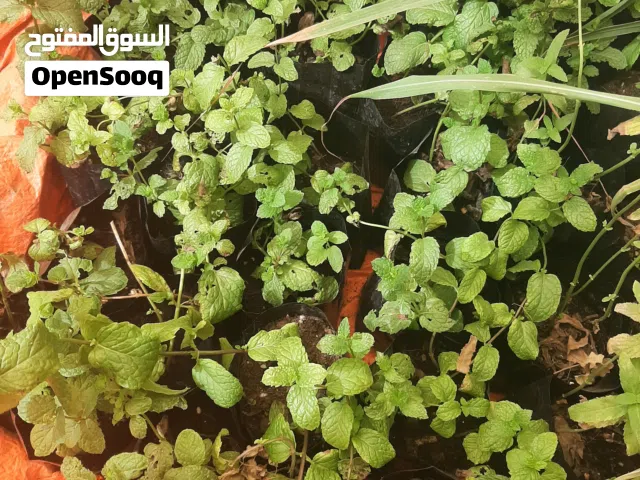 متوفر نعناع و شاي أخضر و حبق كميه بسيطه