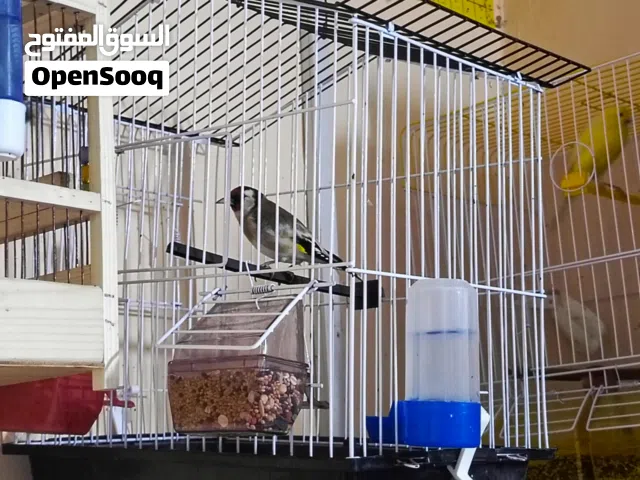 حسون مع القفص