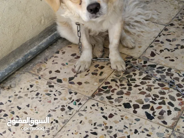 كلب ذكر لولو فلوكس للبيع السعر (35)دينار نهايتومن الاخر موجود فيديو ابعت واتس ابعتلك فيديو