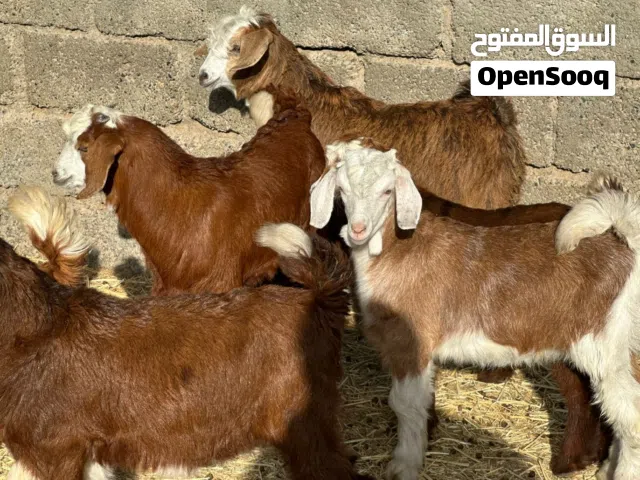 جدايا 6 + سخلات 2 عمانيات جباليات  حلال بني سعيد جاهزات للتربيه