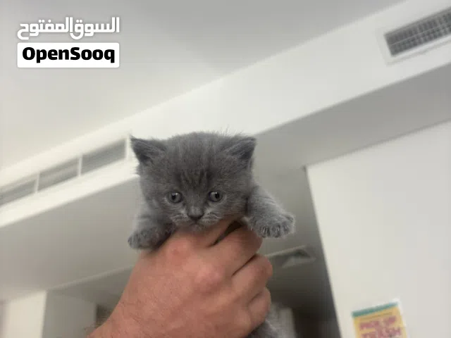 Gorgeous British Shorthair Kittens Available