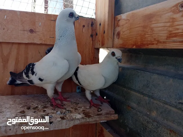 حمام للبيع جواز