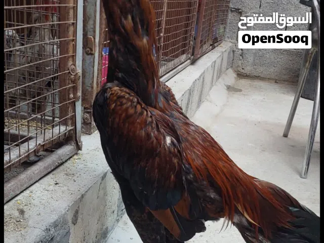 للبيع فرخ تركي ب بورمي العمر ست اشهر ابو استيراد(قابل)