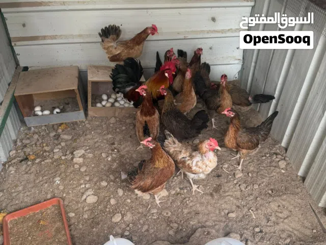 دجاج عربي قديم شرط البيض والصحه