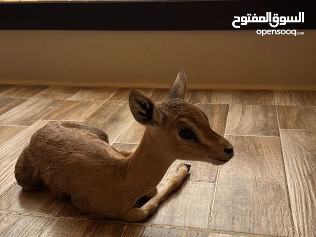 غزلان الدماني ذكور واناث
