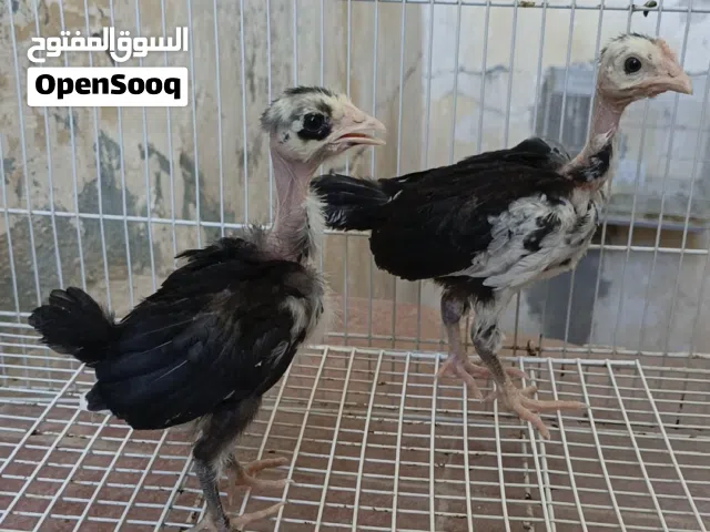 زوج افراخ ابو ركيبه ورد باكله. صحه فول
