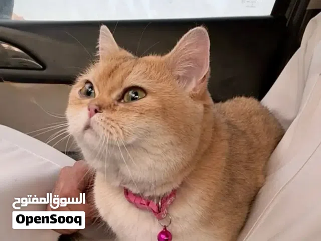 سكوتش ستريت انثى للبيع في الرياض