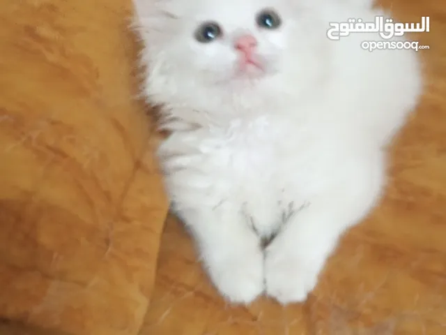 بسه شانشيلا للبيع