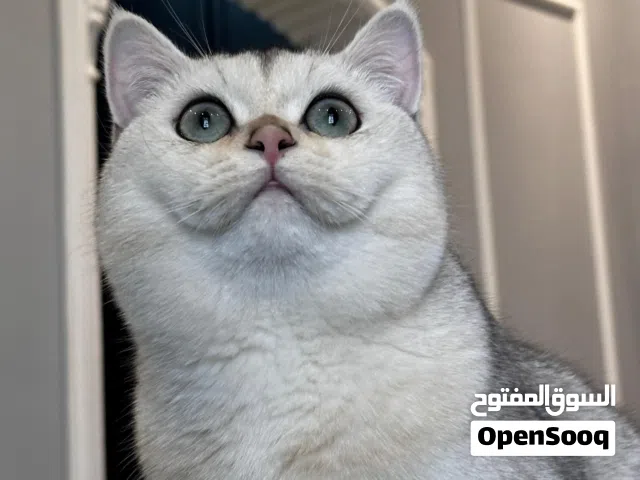 ذكر SFS 71 ns11 للبيع