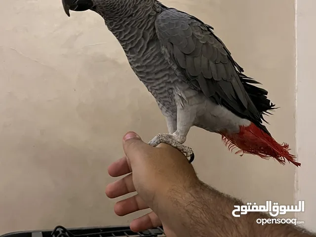 كاسكو مزرعة للبيع حبة بالصلاة علنبي