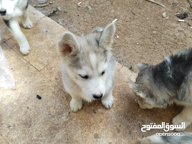 هاسكي مبندق العمر اقل من شهرين