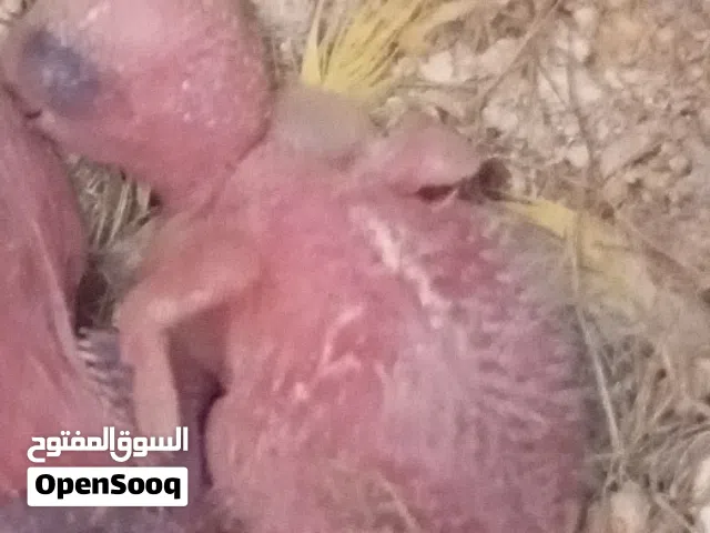 كوبيه روز تحتها فرخ