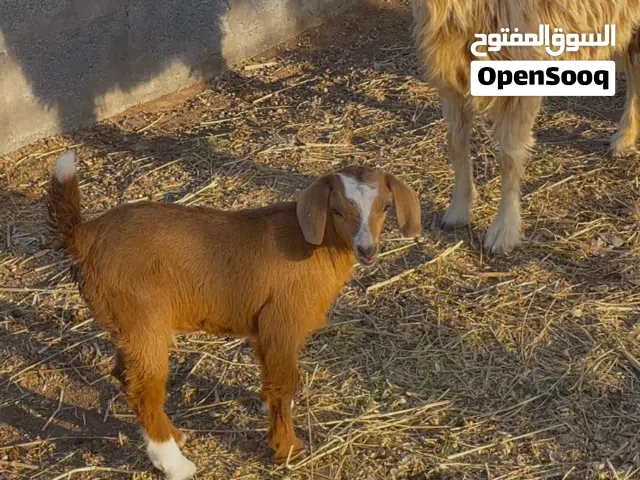شاه مع ولدها