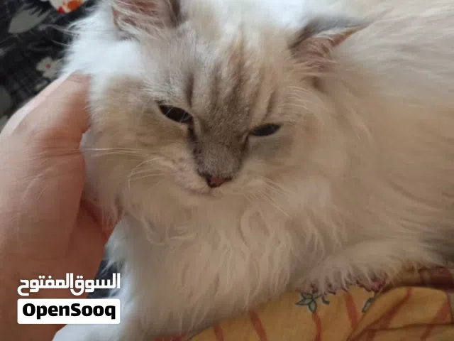 Himalayan Persian Cats (Male & Female) – Vaccinated – With Full Accessories