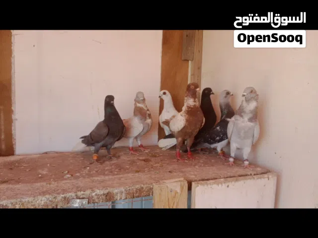 فراخ ومخاليف