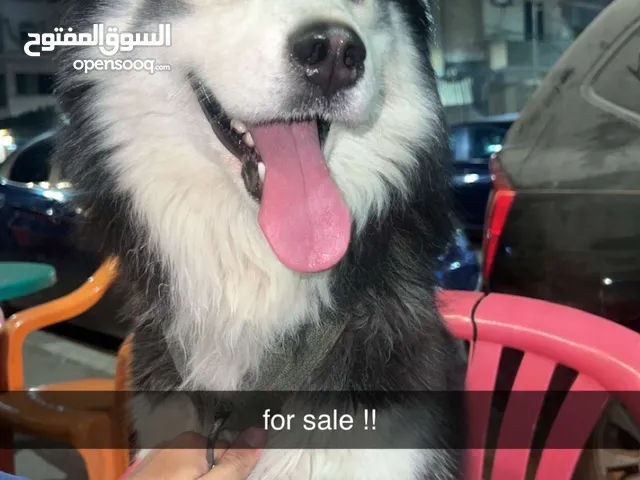 كلب هاسكي بيور للبيع
