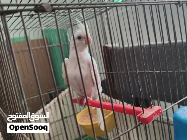 طائر كوكتيل وكناري للبيع