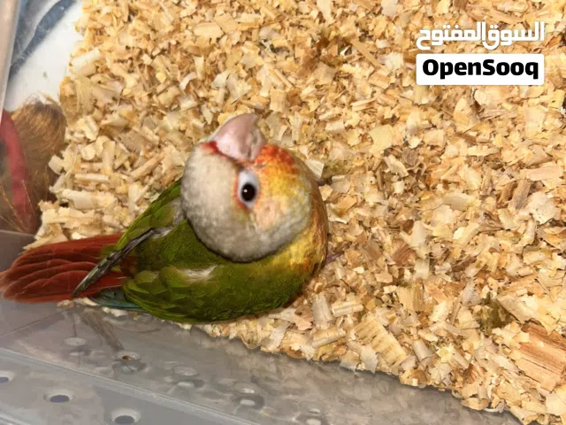 فرخ كنيور انتاج من عندي صحتها ممتازه