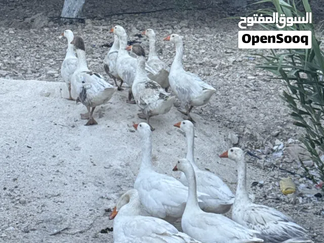 6 جواز اوز شغالات مكفولات من ناحيه بيض وكل اشي موجودات فالكرك السعر 120