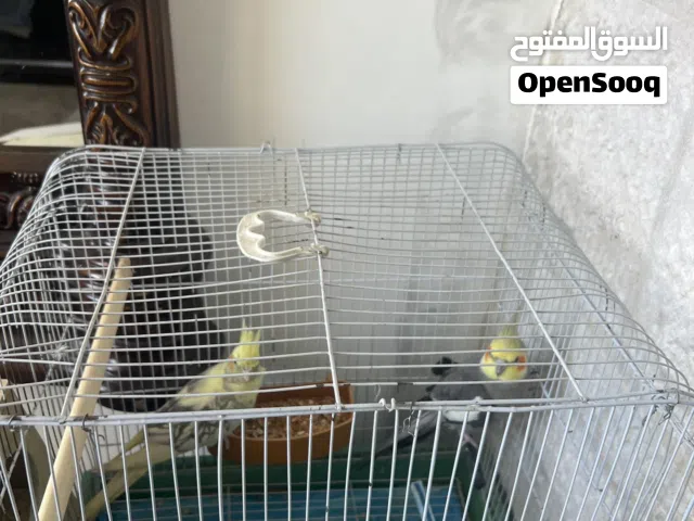 جوز كوكتيل السعر