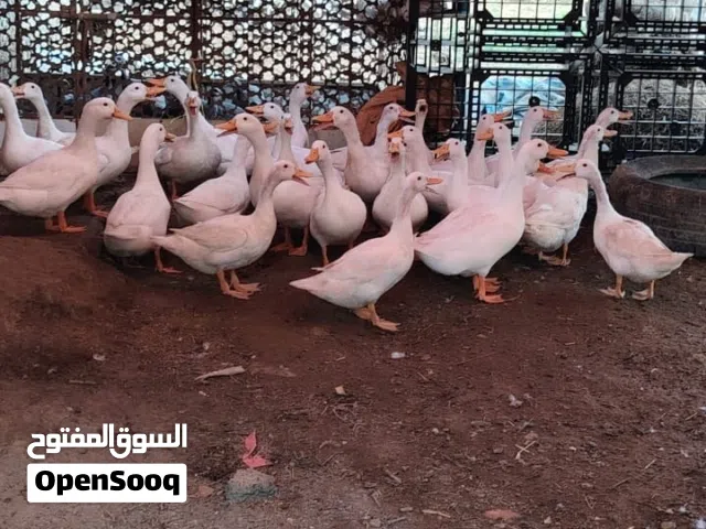 بط منتج للبيع