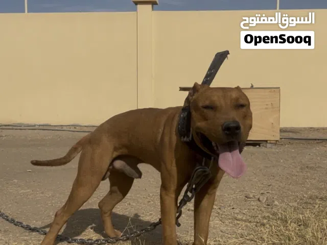 Pure american pitbull terriers