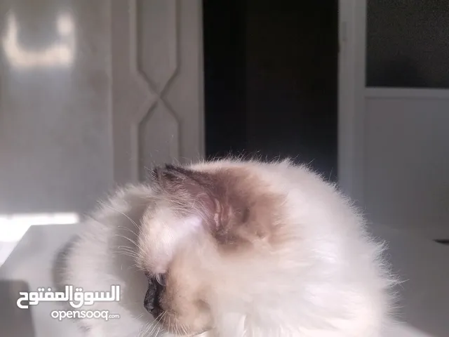 قط همالايا قط سكوتش
