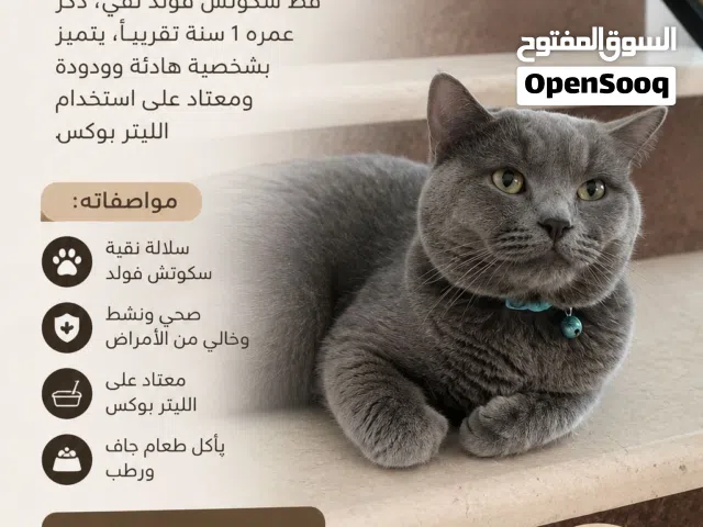 قط سكوتش فولد للبيع