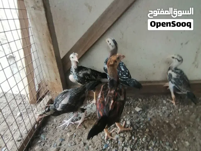 للبيع العدد 5 بتشوت باكستاني العمر 3 شهر الصحة ممتاز