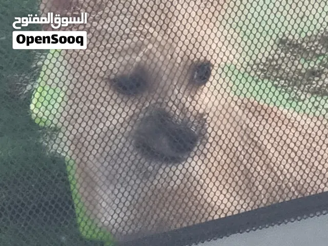 كلب شيواوا