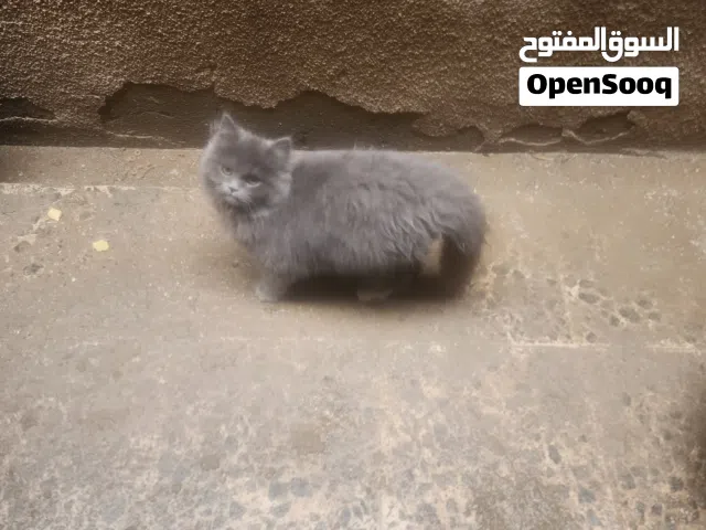 قطط عدد 2 واحد هملايا والثاني شيرازي
