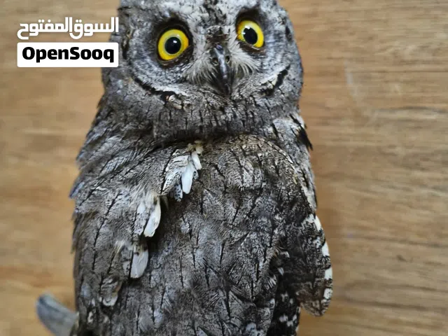 مطلوب طائر البوم