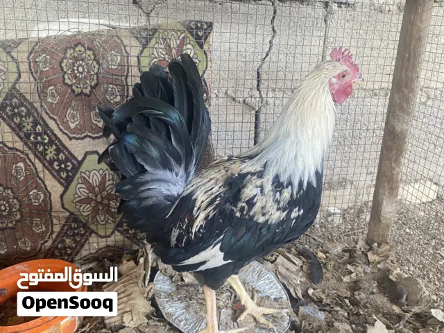 زوج دندراويات