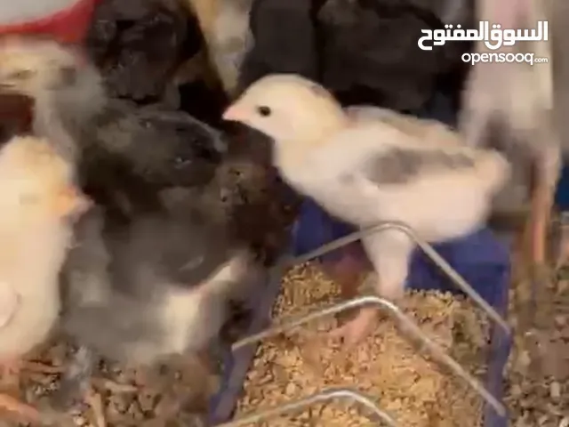 صوص بلدي عمر 3 أسابيع