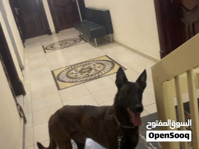الكلب ذكر عمره سنه