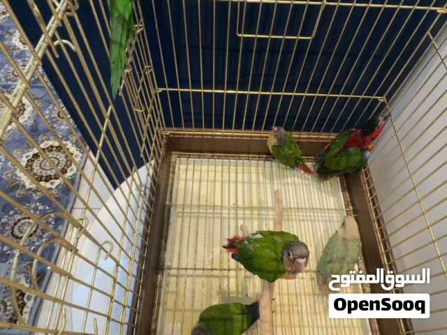 6 طيور 4 حبات كنيور و 2 لوري ثلاثه قرين شيك و واحد سينمون و واحد لوري رينبو و واحد يلو بيبد